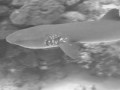Kíváncsi szirtcápa / Curious reef shark