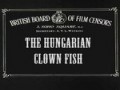 A magyar bohóchal / The Hungarian clownfish