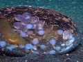 Szépia tojások / Cuttlefish eggs