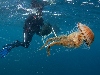 A horvát kutatók akkora medúzával találkoztak a Trogir melletti Marina-öbölben, amekkorát korábban még nem láttak.