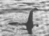 A brit kormány még a hetvenes évek végén döntött úgy, hogy delfinek segítségét veszi igénybe a Loch Ness titkának feltárásához.