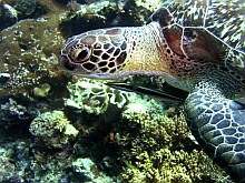 Wakatobi teknős