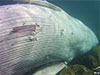 Horvát búvárok Mali Losinj közelében, egy – a tengerfenékhez közel sodródó –, élettelen bálna tetemére bukkantak.