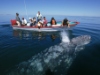 A kutatásban, amelyben biológusok és csillagászok működtek közre, azt vizsgálták, hogy a bálnák vándorlásában milyen szerepet játszik az űridőjárás