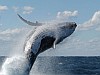Továbbra is tiltaná az Európai Parlament a bálnák kereskedelmi célú vadászatát és beszüntetné az állatok tudományos céllal engedélyezett leölését.
