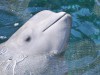 A szokásos élőhelyétől 1600 kilométerre figyeltek meg egy fehér delfin példányt.