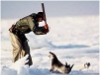 Az állatvédők tiltakozása ellenére megkezdődött Kanada keleti partjainál a tavaszi fókavadász szezon, amelynek végére a kedden felkerekedett több ezer vadász több mint 300 ezer grönlandi fókát fog megölni.