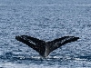 Minden púpos bálnának egyedi jelölések vannak az uszonyuk alsó részén. Egy applikáció segítségével szinte azonnal beazonosíthatóak.