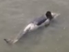 Éhen halt a franciaországi Szajna folyóba téved kardszárnyú delfin, talán mert egyedül érezte magát.