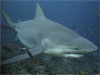 Szörfösöket ért cápatámadásokról és azok üzleti hatásairól olvashatunk a Shark Project legújabb hírlevelében.