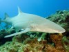 Fellángoltak az indulatok a tervbe vett cápauszony-export miatt a Bahamákon.