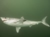 Ezúttal a leghíresebb cápacsoport névadóját ismerhetitek meg alaposabban.