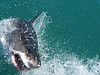 Ausztráliában pánikszerű reakció követte a legutóbbi halálos cápatámadást a kormányzat részéről.