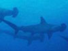 A sokak által ismert és megdöbbentőnek tartott Sharkwater című filmet vetítik június 5-én a Toldiban.