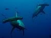 A cápáktól védő hálók más élőlényekre is veszélyesek, a cápákat védők pedig még a DNS-vizsgálatot is bevetik.