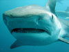Egy új, ijesztő és elgondolkodtató felvétel tanúskodik a bahamai cápás merülések veszélyeiről.