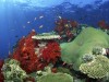 A híres természetfilmes szerint a széndioxid megöli a korallzátonyokat.