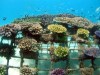 A Gili szigetek közelében szeretnék a korábban lerombolt korallzátonyokat újraéleszteni.