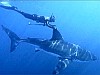 Új év, új cápás hírek a Shark Projekt hírleveléből.
