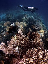 Wakatobi korall