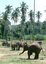 Sri Lanka elefánt