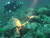 A maradványok 32-38 méteres mélységben, a partoktól mintegy 130 méterre fekszenek.
